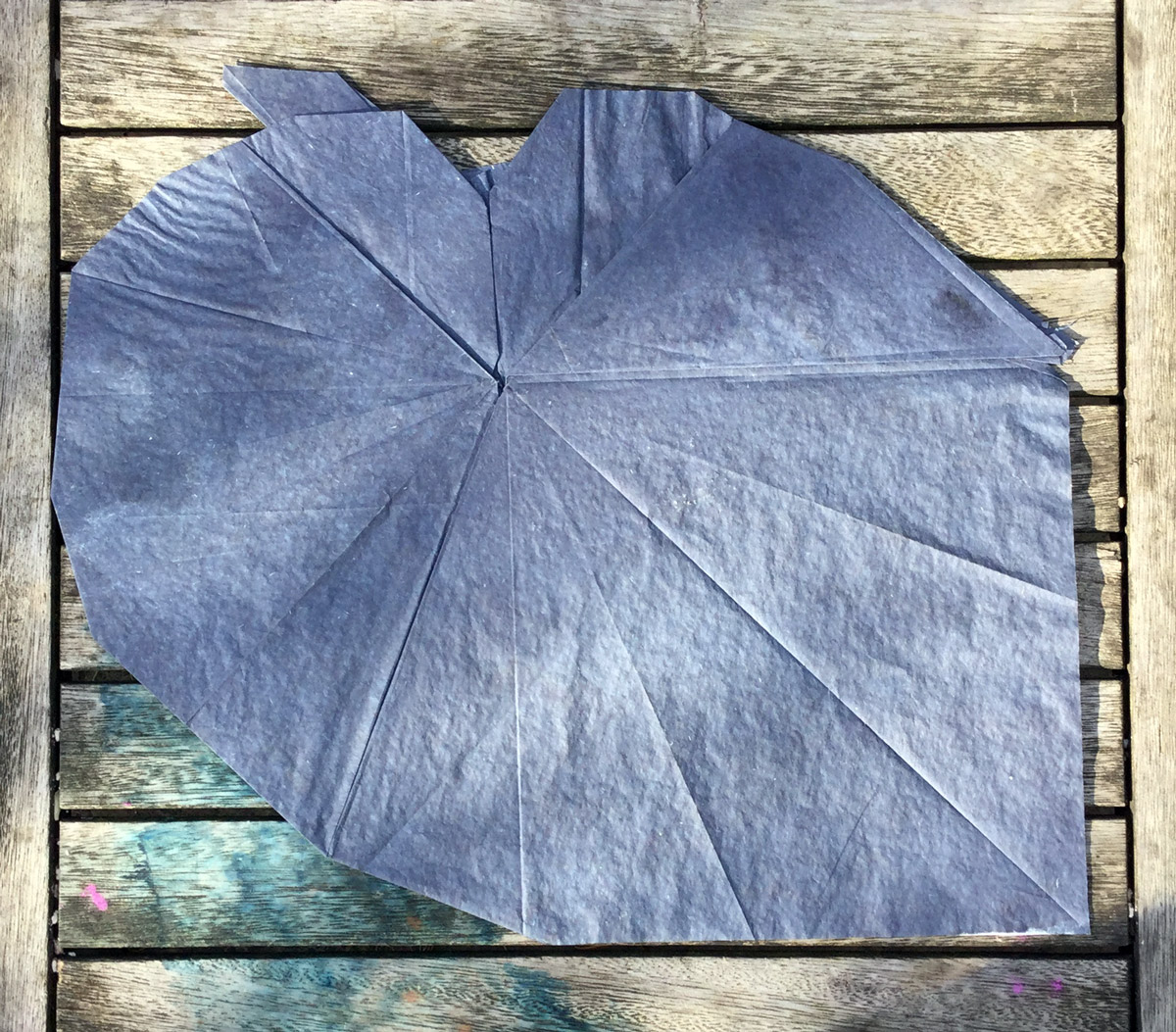 begonia leaf